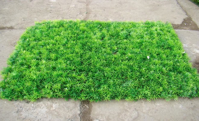 扬州市畅优人工草坪的价格图